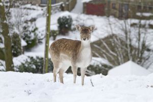 bambi haworth moor december 2 2010 sm.jpg